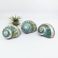 Thumbnail for Jumbo Jade-Green Turbo Snail Shell #LV4774