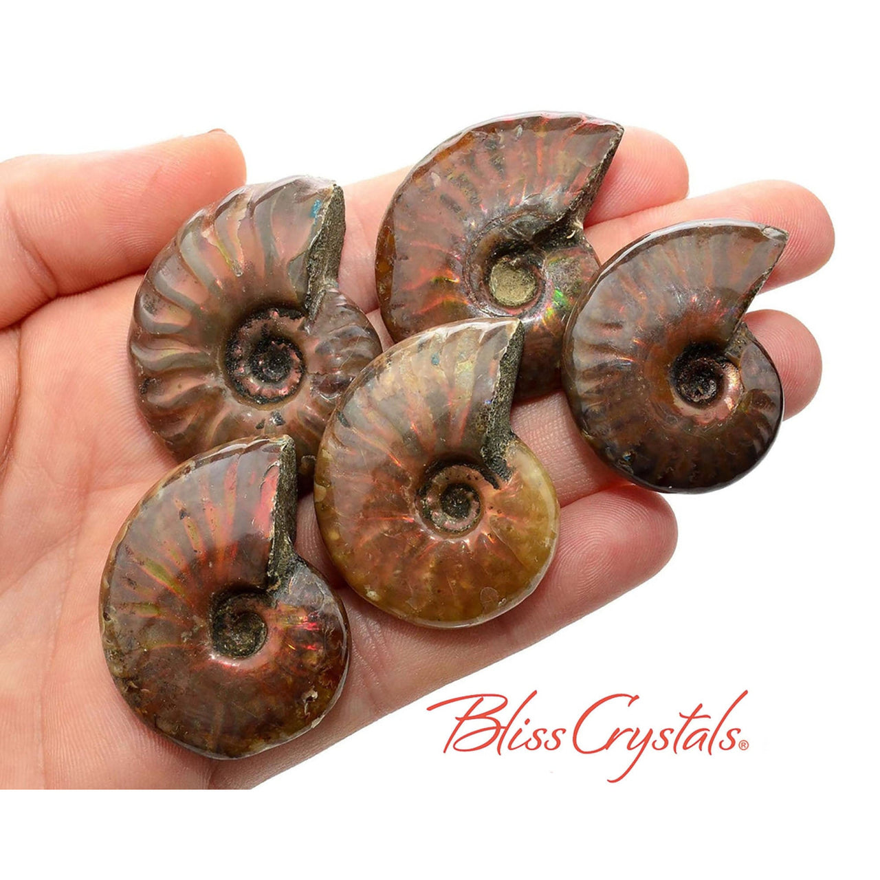 1 MedLrg Red Fire AMMONITE Opalized Fossil Whole Shell 