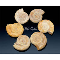 Thumbnail for 1 XL AMMONITE FOSSIL Tulear White Whole Shell Nautilus Shell