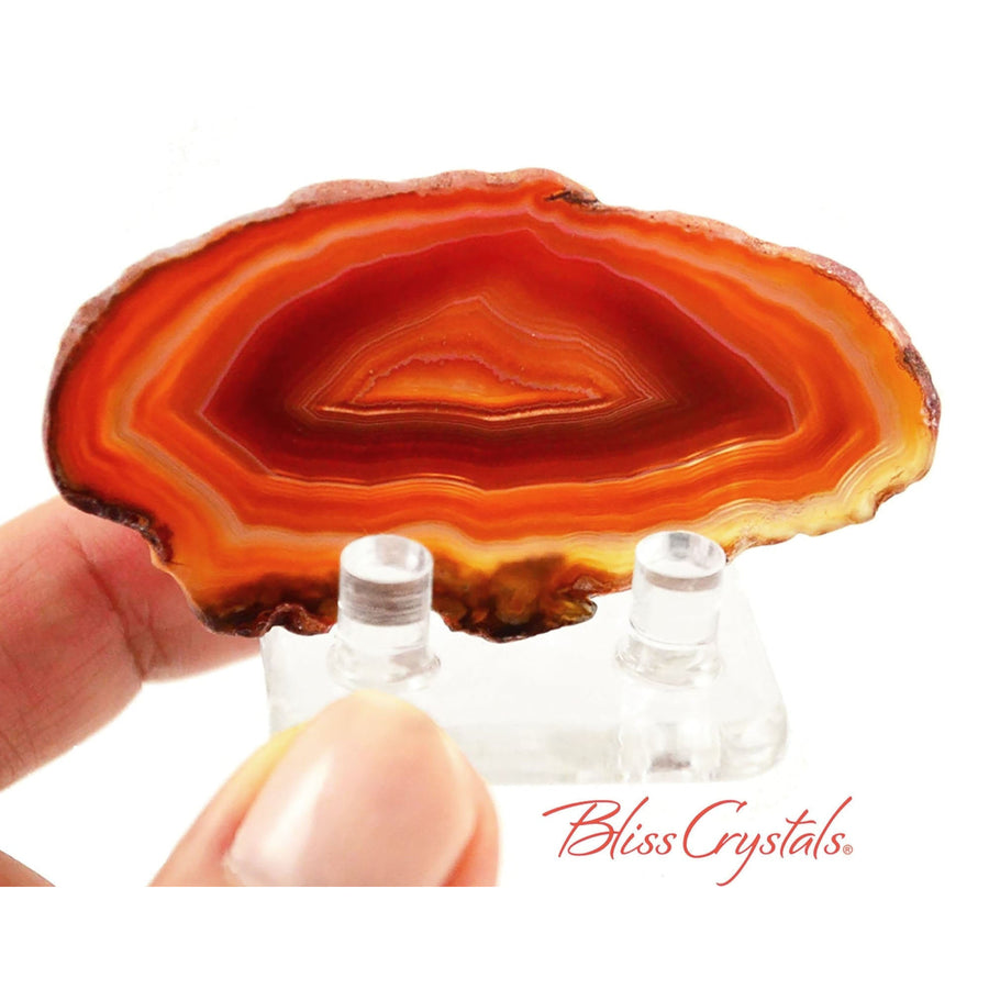 1 XL Fancy GOLD AGATE Slab Slice (2 - 2.5 inch) Polished 