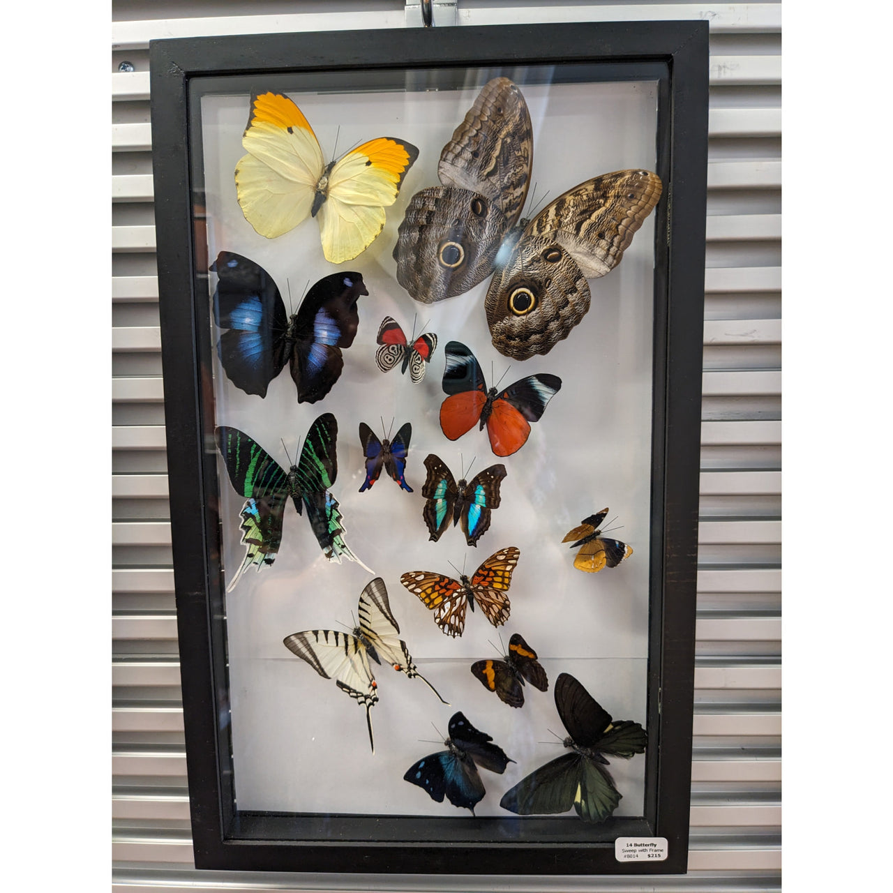 14 Butterfly Sweep in Black Frame #B014 - $220