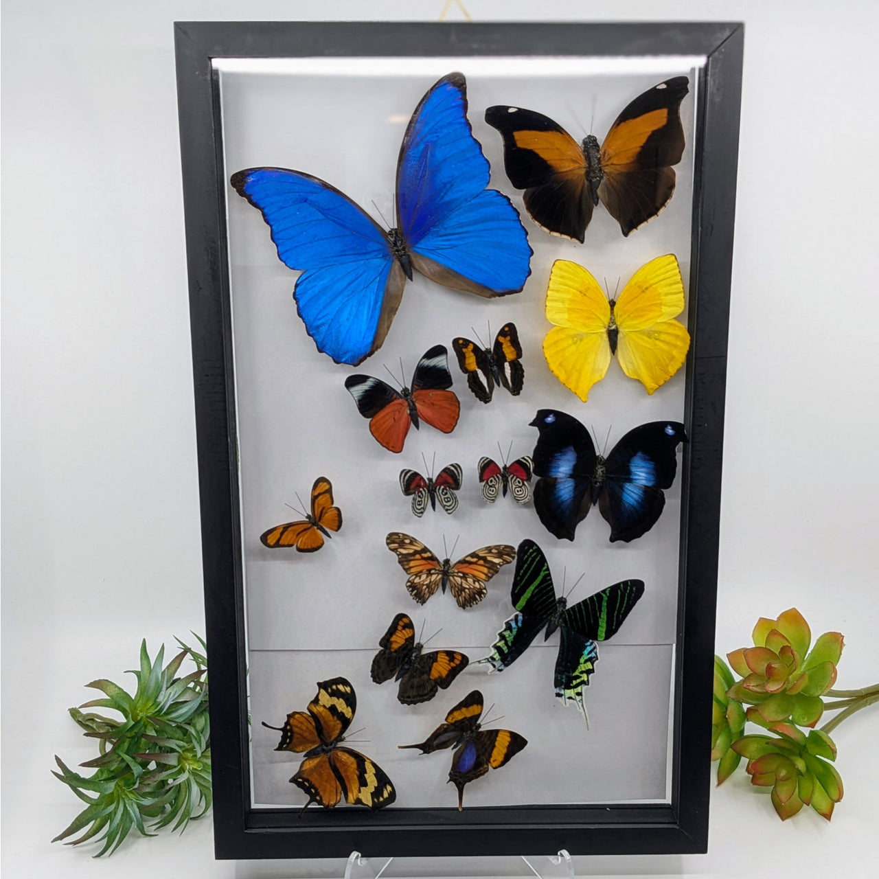 14 Butterfly Sweep in Black Frame #B014 - $220