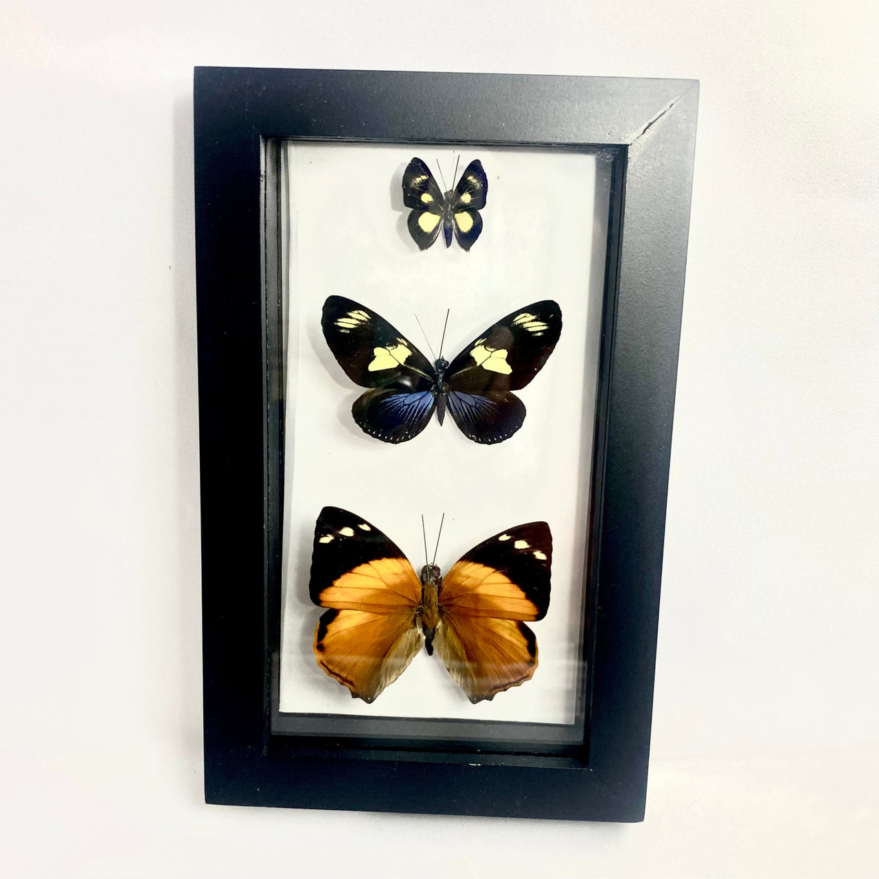 3 Butterflies in Black Frame (various colors) #B004 - $65