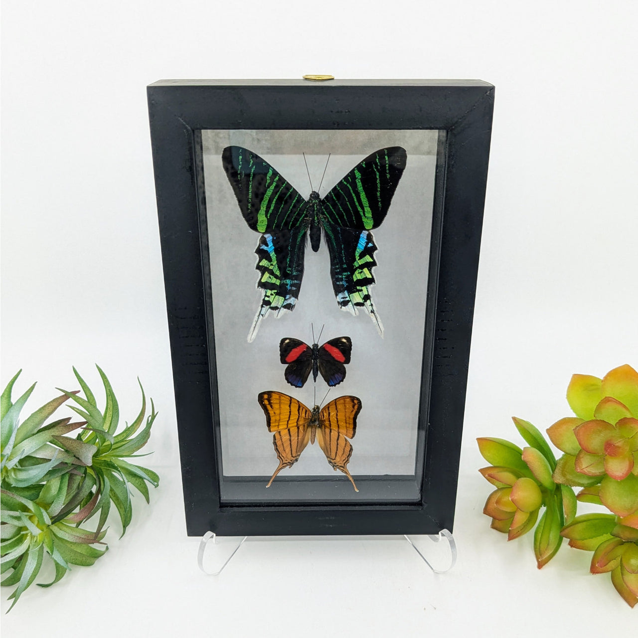 3 Butterflies in Black Frame (various colors) #B004 - $65