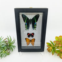 Thumbnail for 3 Butterflies in Black Frame (various colors) #B004 - $65