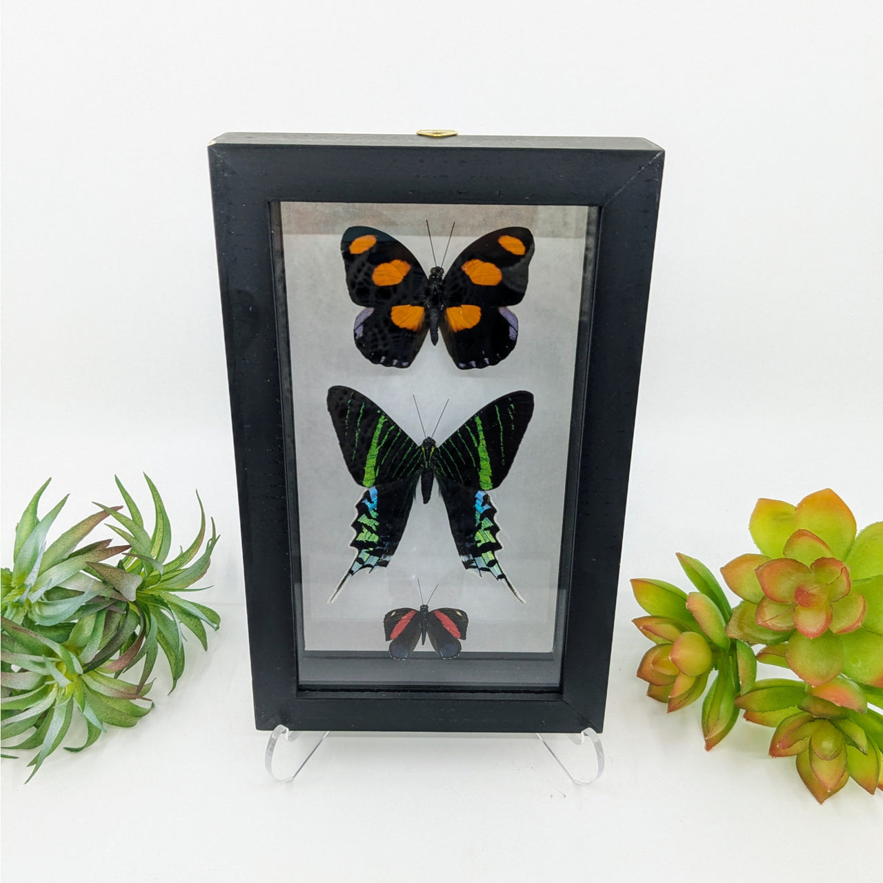 3 Butterflies in Black Frame (various colors) #B004 - $65