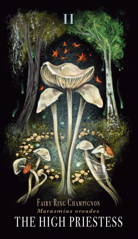 Midnight Magic by Sara Richard #BC1800