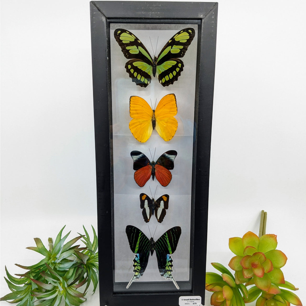 5 Butterfly Vertical Display in Black Frame #B05V - $79