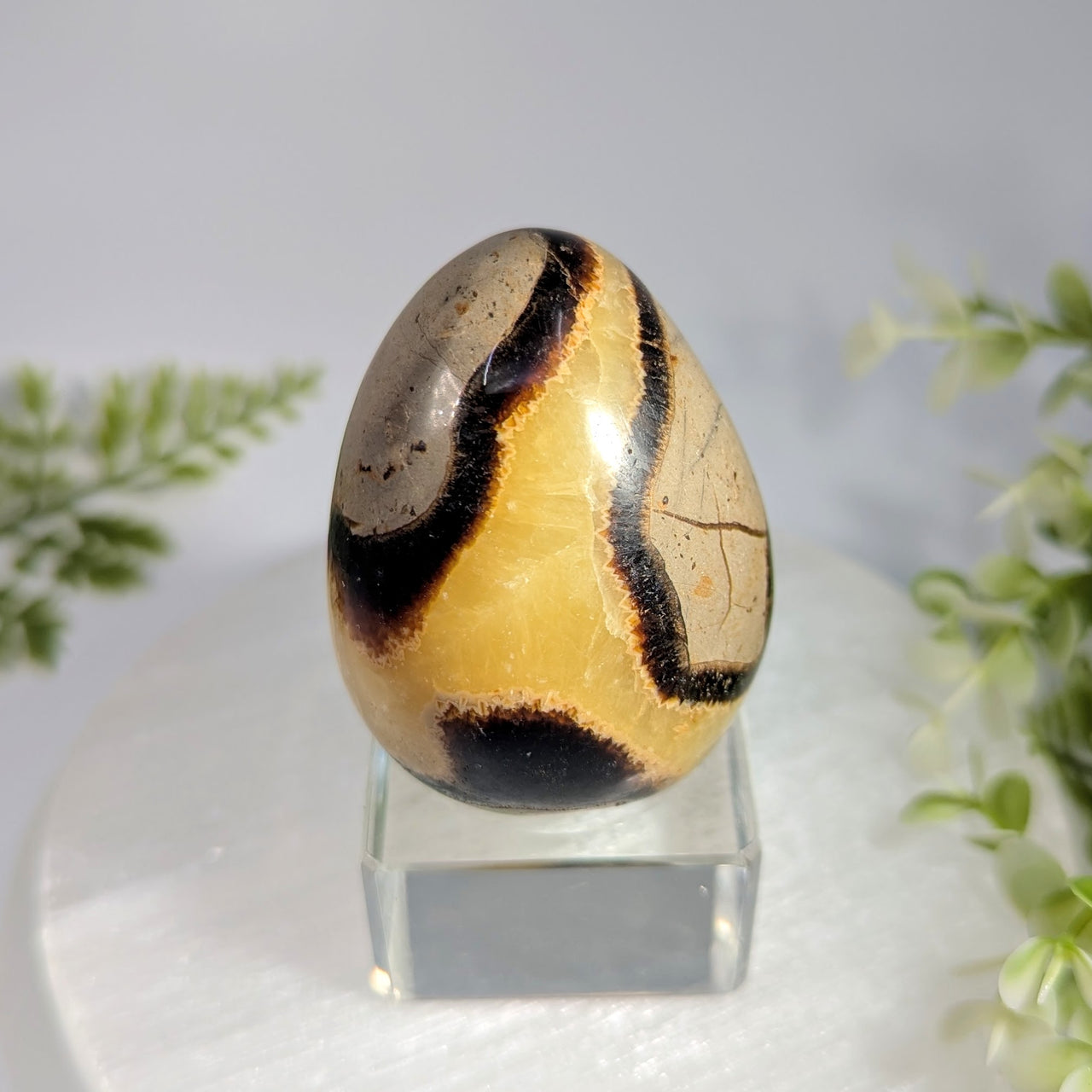 Septarian 2.3" Egg #BC1616