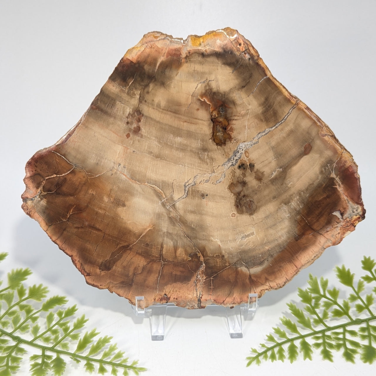 Petrified Wood 7.4" Polished Slab #BC1634