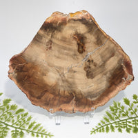 Petrified Wood 7.4