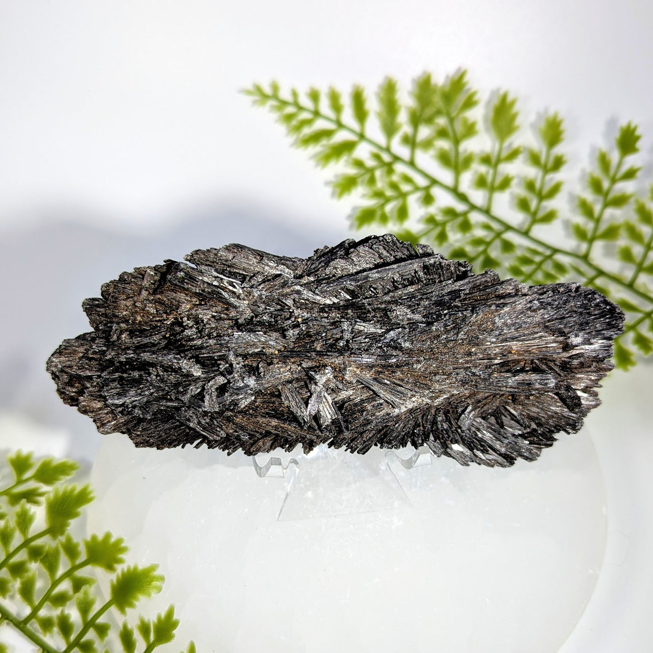 Black Kyanite 5" Rough Blade Cluster #BC1725