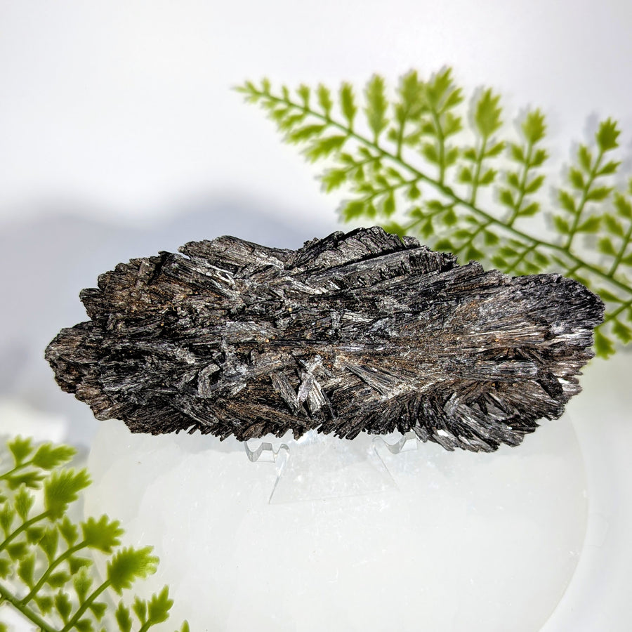 Black Kyanite 5" Rough Blade Cluster #BC1725
