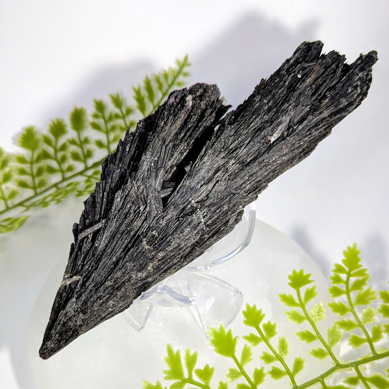 Black Kyanite 7" Rough Blade Cluster #BC1726