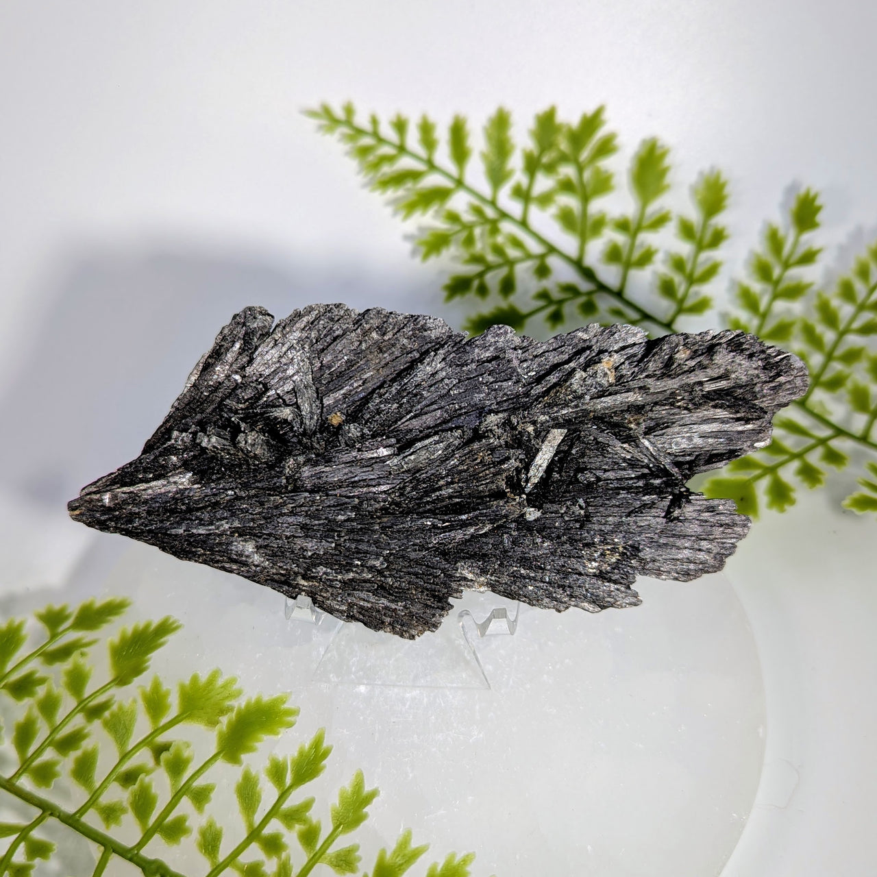 Black Kyanite 5" Rough Blade Cluster #BC1727