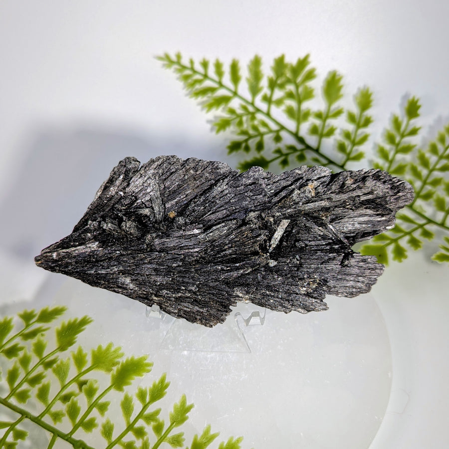 Black Kyanite 5" Rough Blade Cluster #BC1727