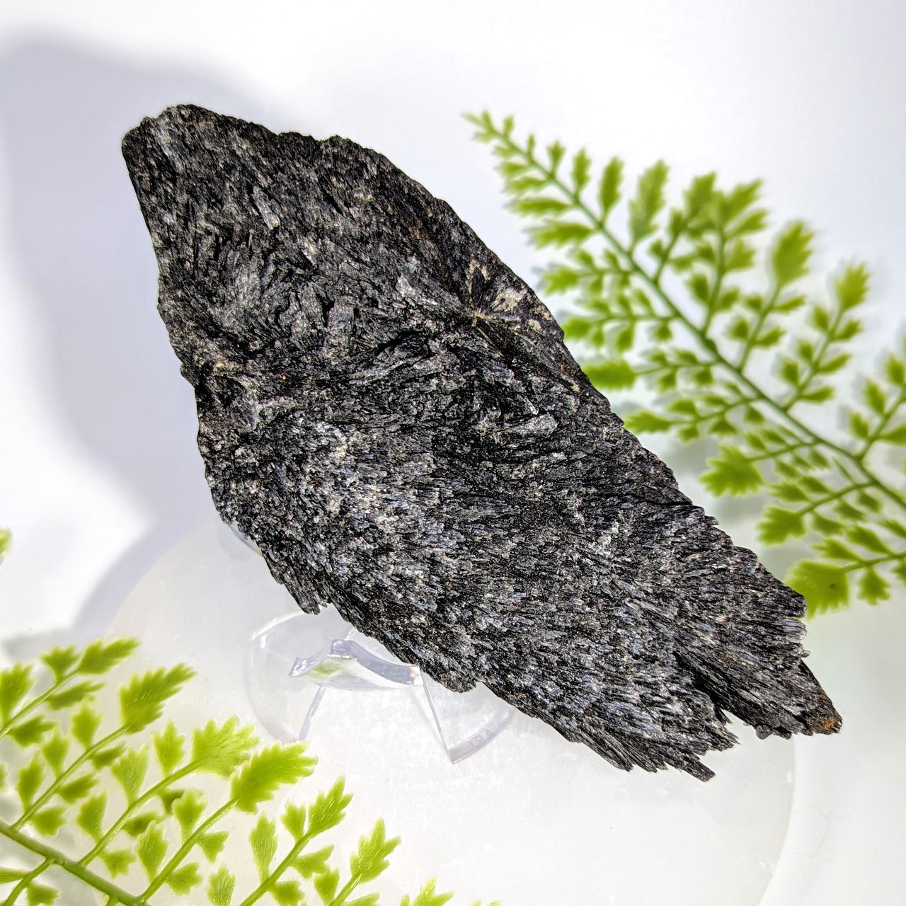 Black Kyanite 6" Rough Blade Cluster #BC1729