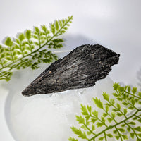 Black Kyanite 4.75
