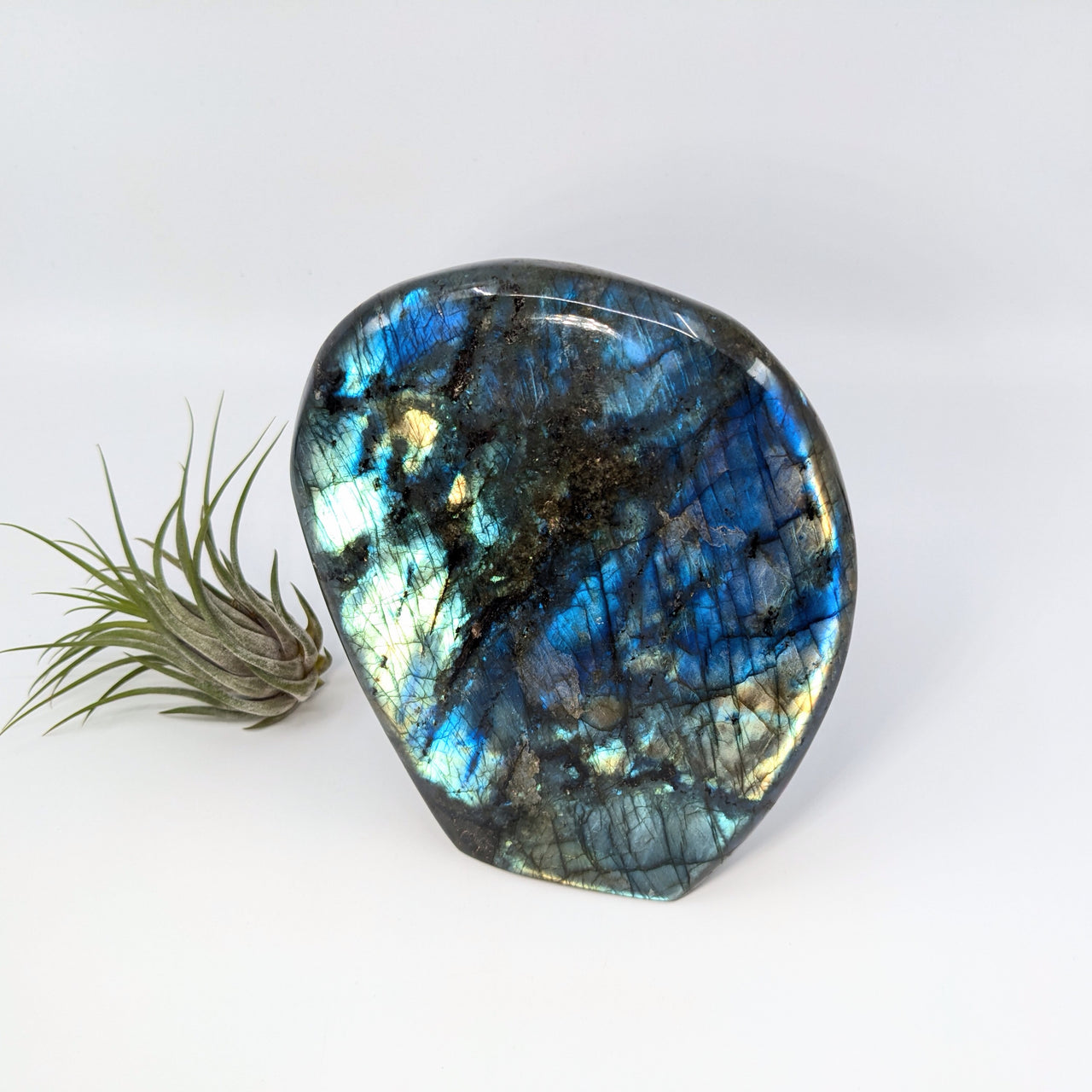 Labradorite 5.3" Freeform #LV6351