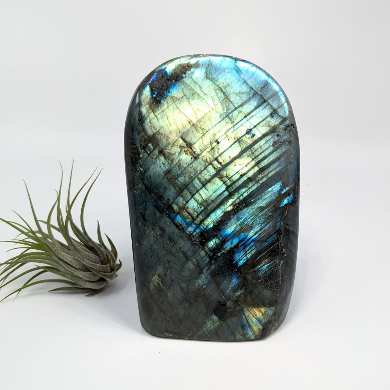 Labradorite 6" Freeform #LV6352