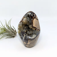 Thumbnail for Septarian and Calcite 4.5