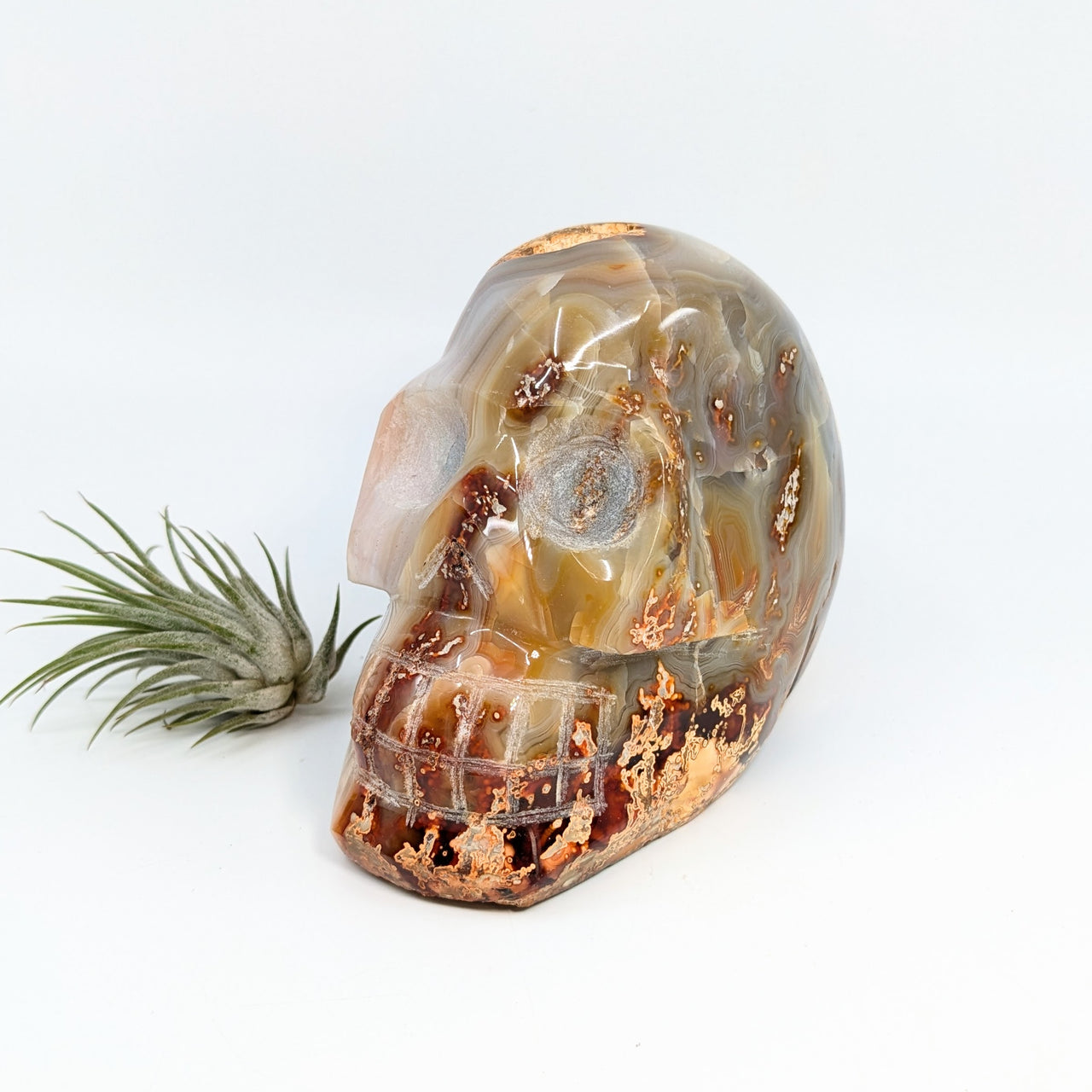 Crazy Lace Agate 4.5" Skull #LV6362