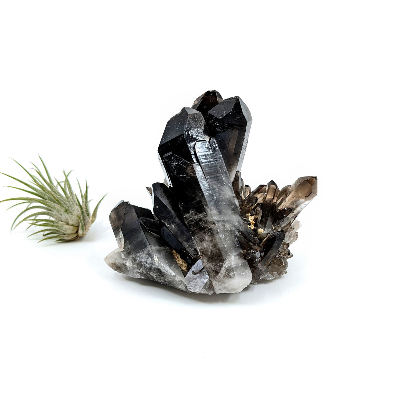 Smoky Quartz 3" Natural Cluster #LV6470