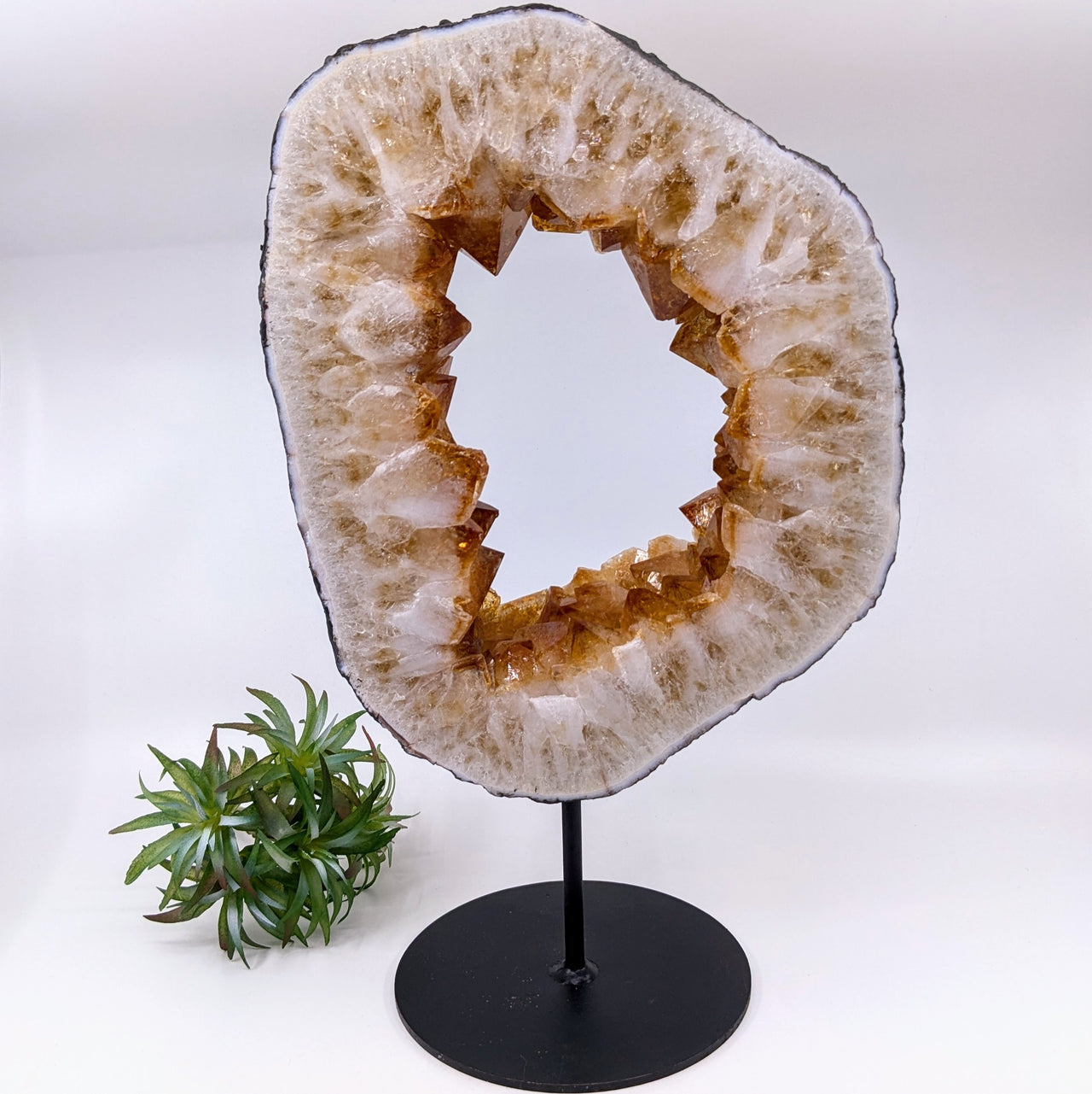 Citrine Geode 11.2" Ring Specimen on Stand #LV6479