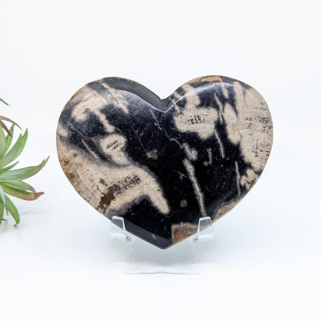 Petrified Wood 4.6" Heart #LV6658