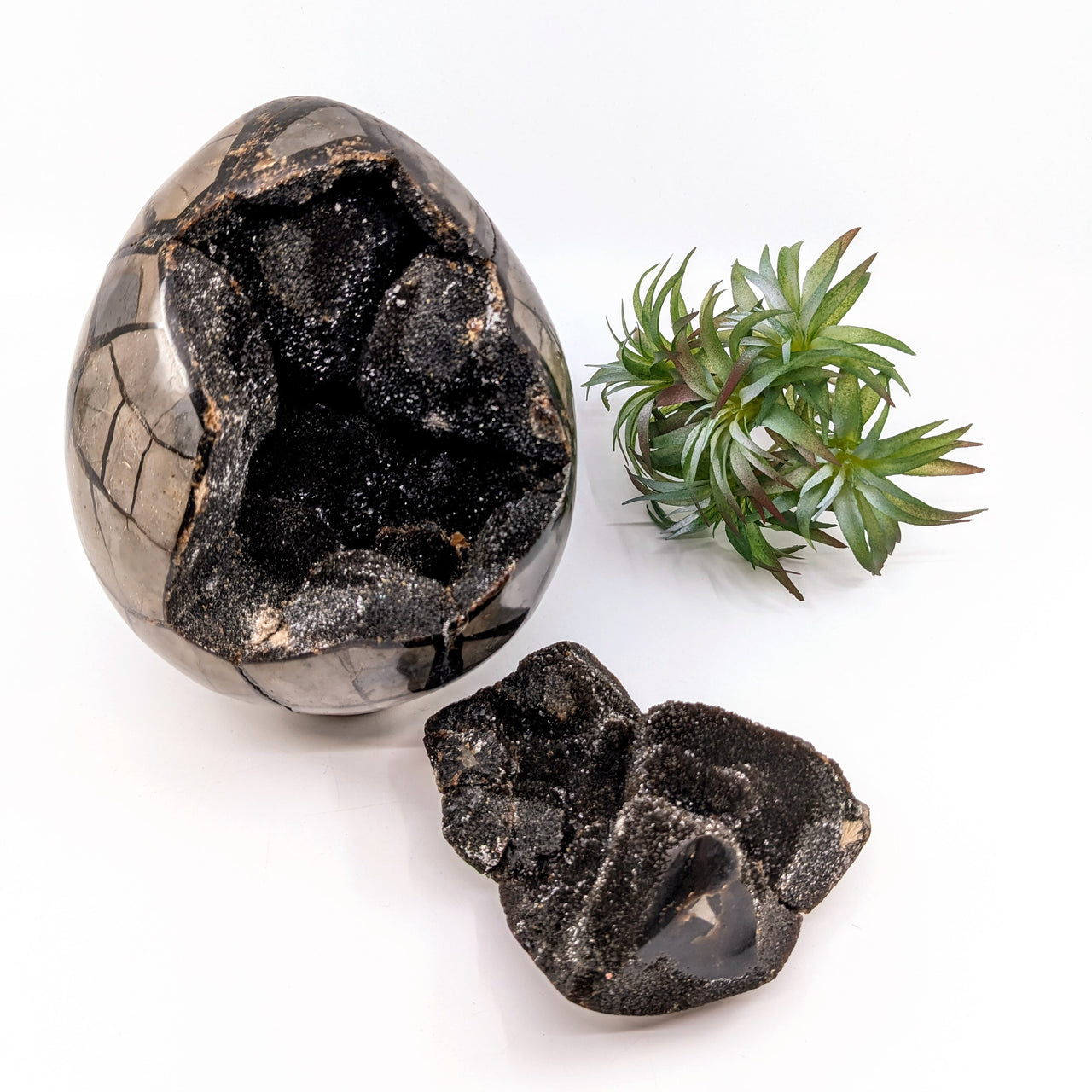 Septarian 6" Dragon Egg #LV6698