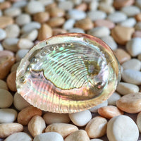 Abalone 2’’ 5’’ Natural Sea Shell for Smudging #F006