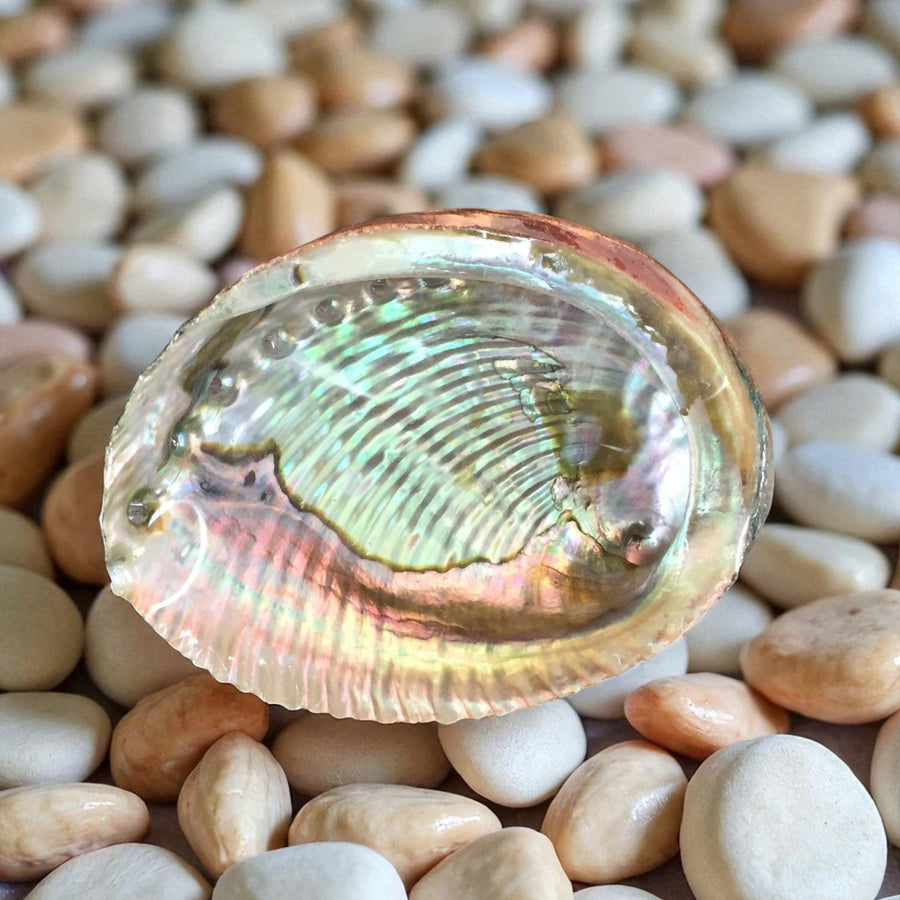 Abalone 2’’ 5’’ Natural Sea Shell for Smudging #F006