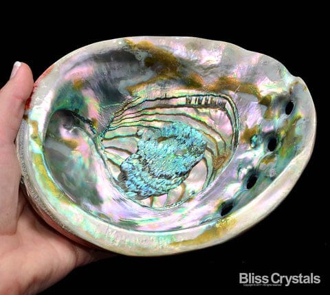 Abalone - Crystal Healing Magic from the Sea