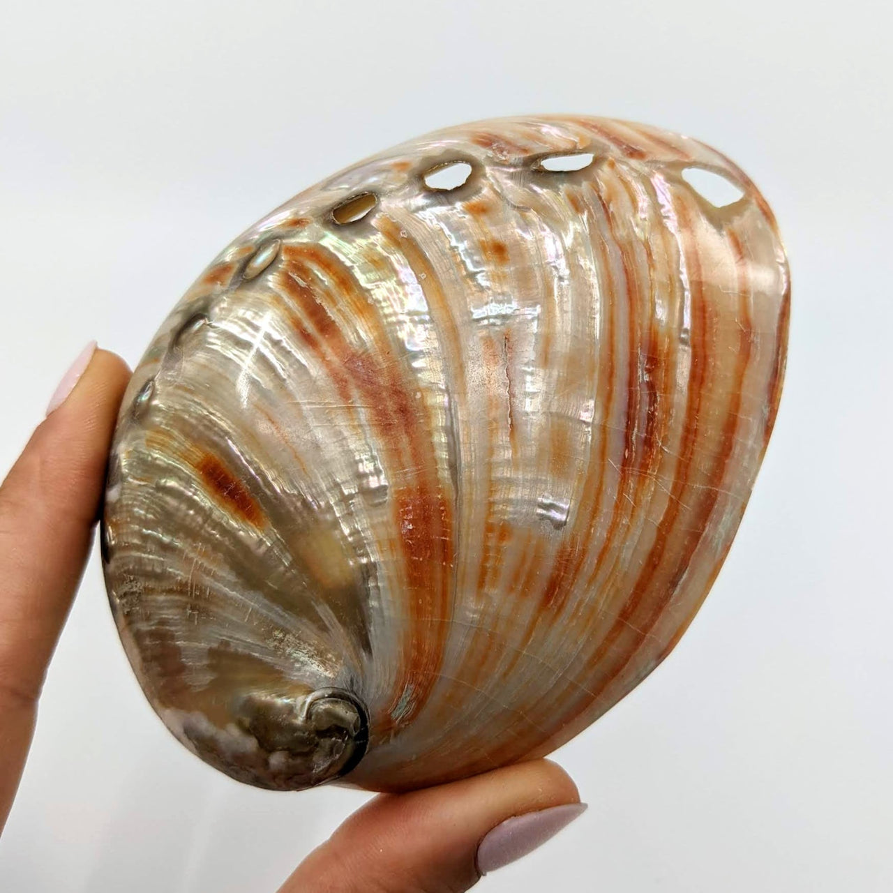 1 Abalone Shell 4 Polished (54g) #SK7935 - $19