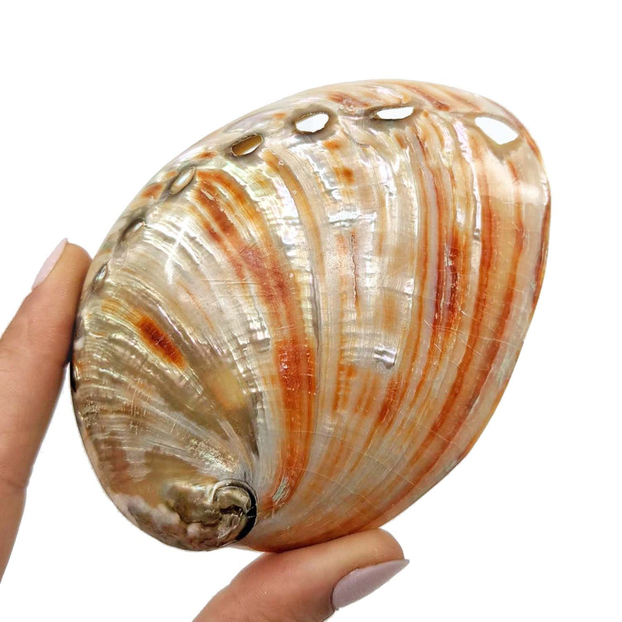 Pearly white and orange-striped Abalone Shell in hand showcasing item tier benefits