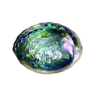 Iridescent green and blue abalone shell with smooth glossy interior measuring 6 to 7 inches for decorative use