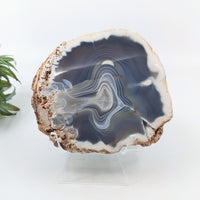 Thumbnail for Agate 4.3’’ Polished Slab #LV6682 - $42