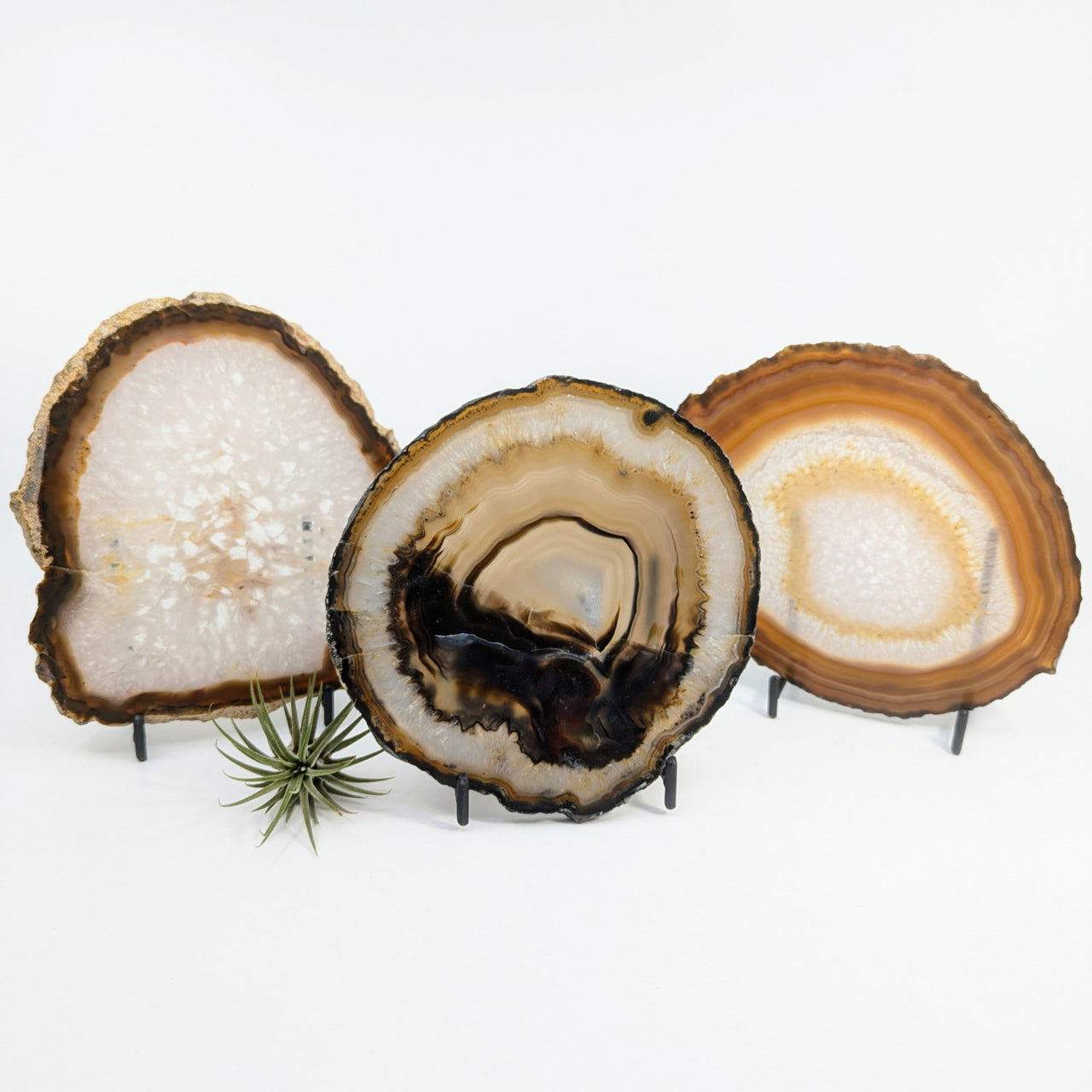 Three agate slices on stands showcasing natural colors and banding types for bliss crystals