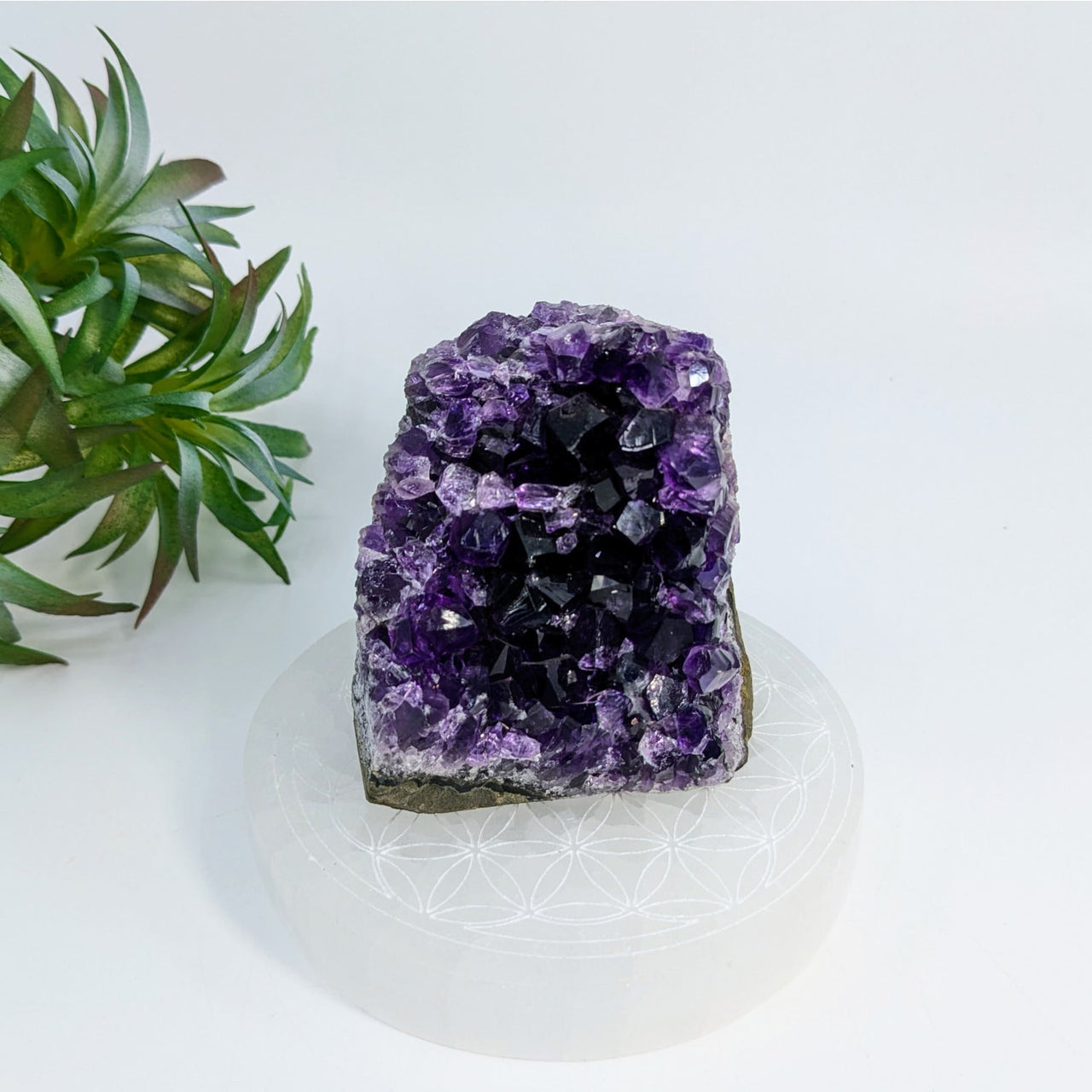 Raw Amethyst crystal cluster showcasing deep purple formations in Cut Base Geode