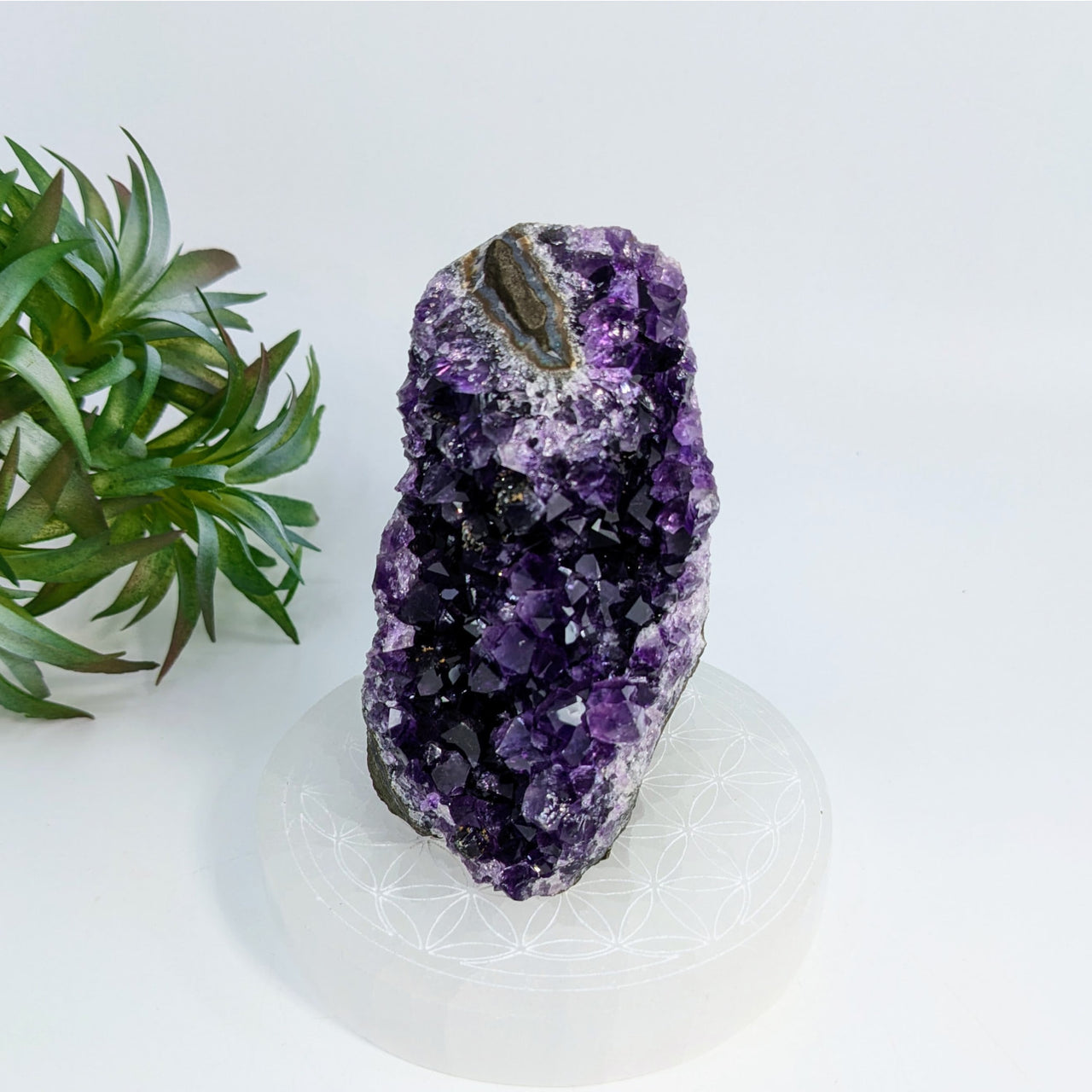 Raw Amethyst Crystal Cluster in 3.6’’ Cut Base Geode with Deep Purple Formations