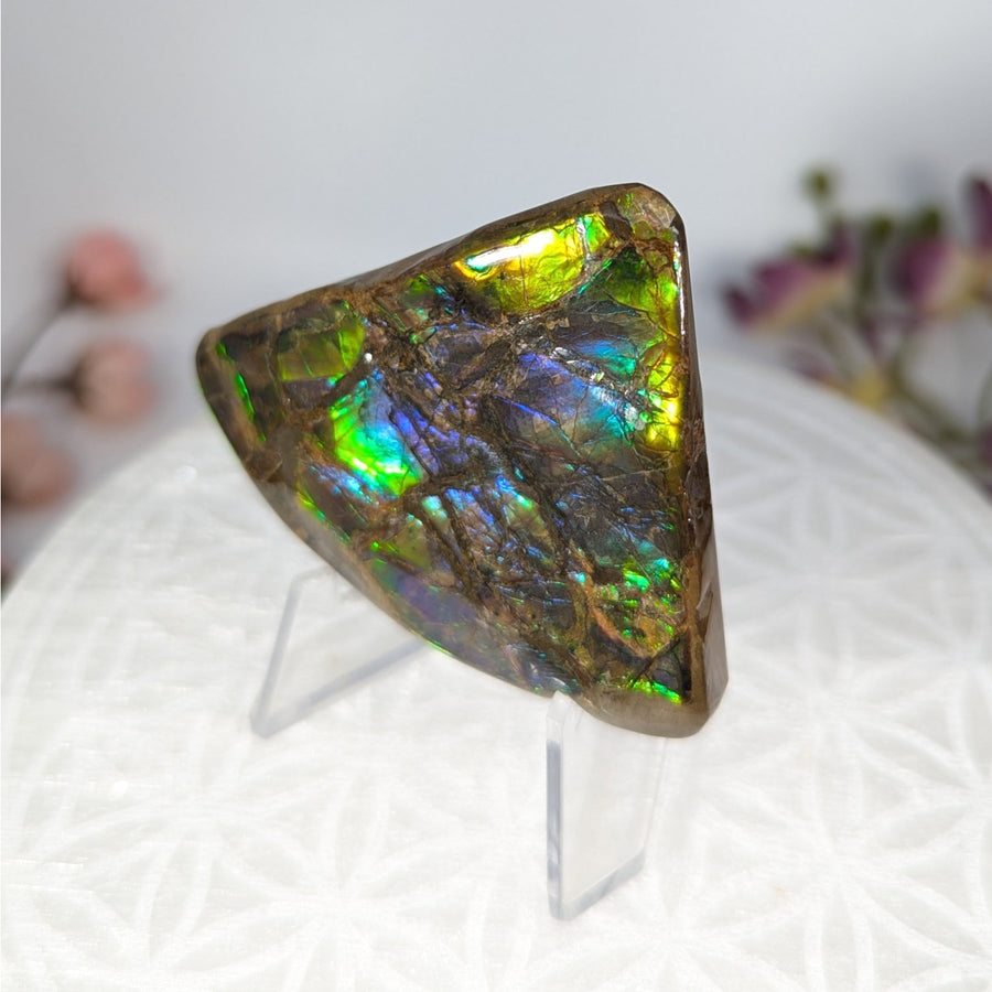 Iridescent Ammolite gemstone slab showcasing vibrant green and blue colors