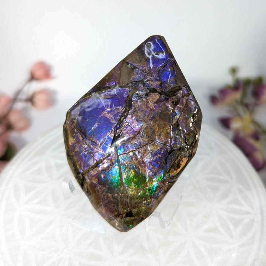 Iridescent multicolored Ammolite gemstone slab with polished surface and purple hues