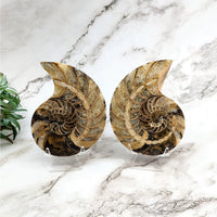 Thumbnail for Ammonite 3.8’ sliced flat fossil shells on marble counter, pair #LV5263 display