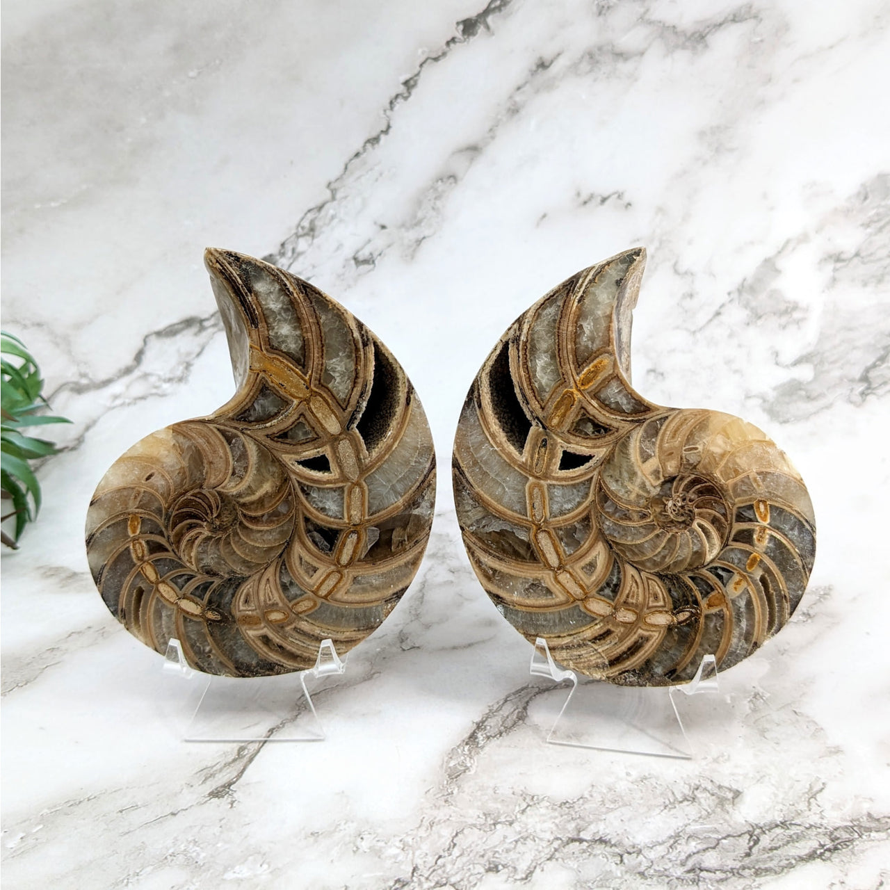 A pair of antique carved wood shell bookends with flat shape - Ammonite Fossil #LV5264