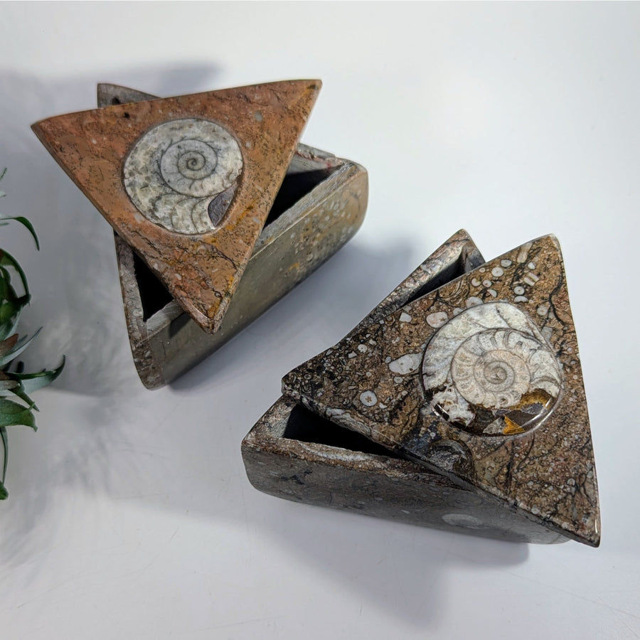 Ammonite Fossil 3 - 3.1’’ Brown Triangle Box #LV9294 - $130