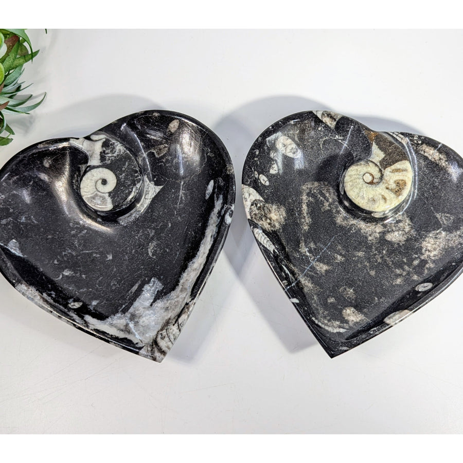 Ammonite Fossil 4.8’’ Black Heart Bowl #LV9293 - $90