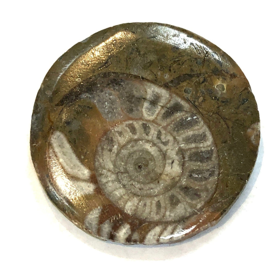 Polished ammonite fossil coin drilled pendant showcasing intricate fossil details