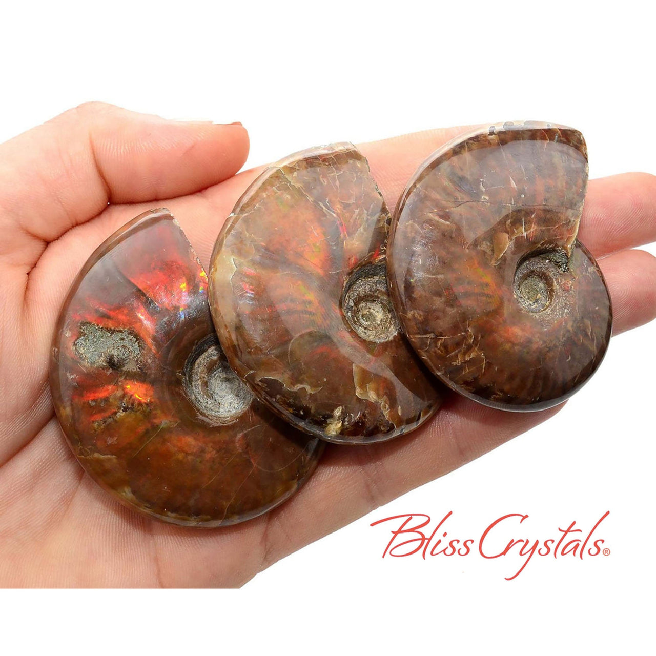 1 XL Red Fire AMMONITE Opalized Fossil Whole Shell Nautilus 