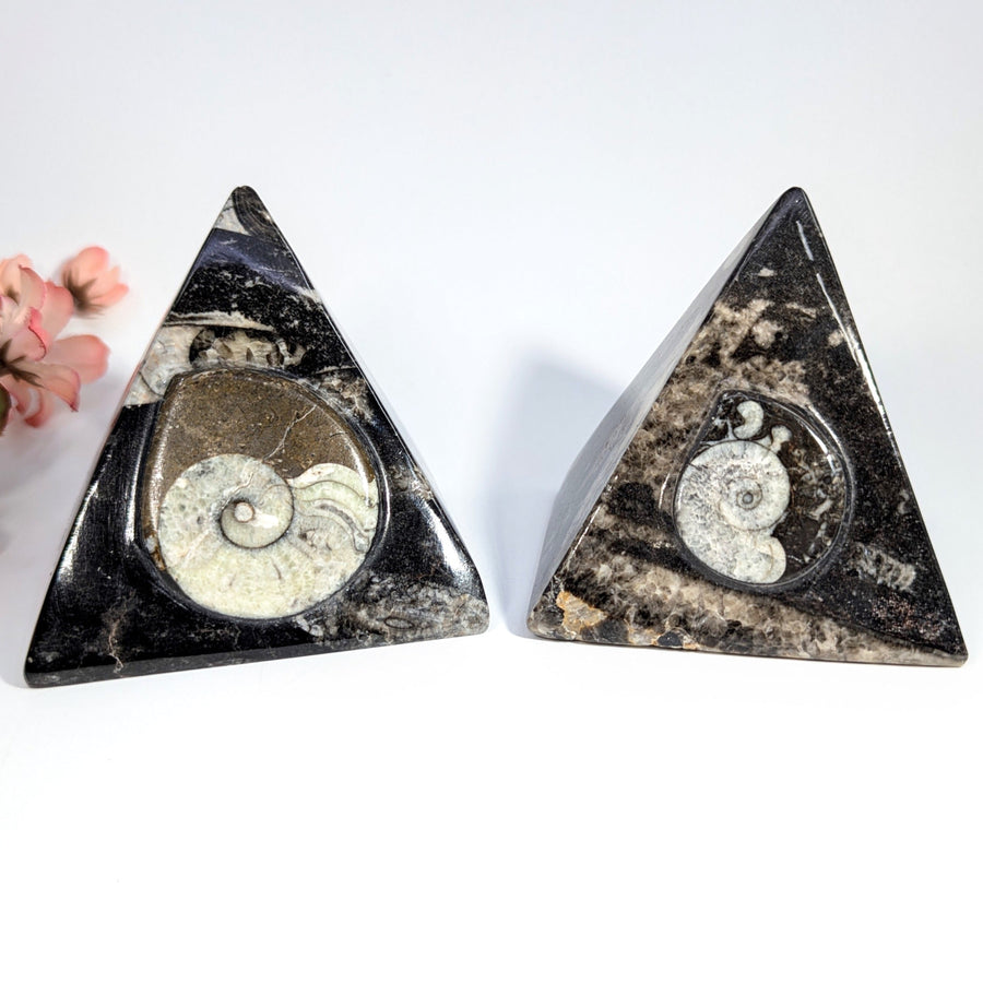 Ammonite and Orthoceras 3.3’’ Fossil Pyramid #LV8940 - $69