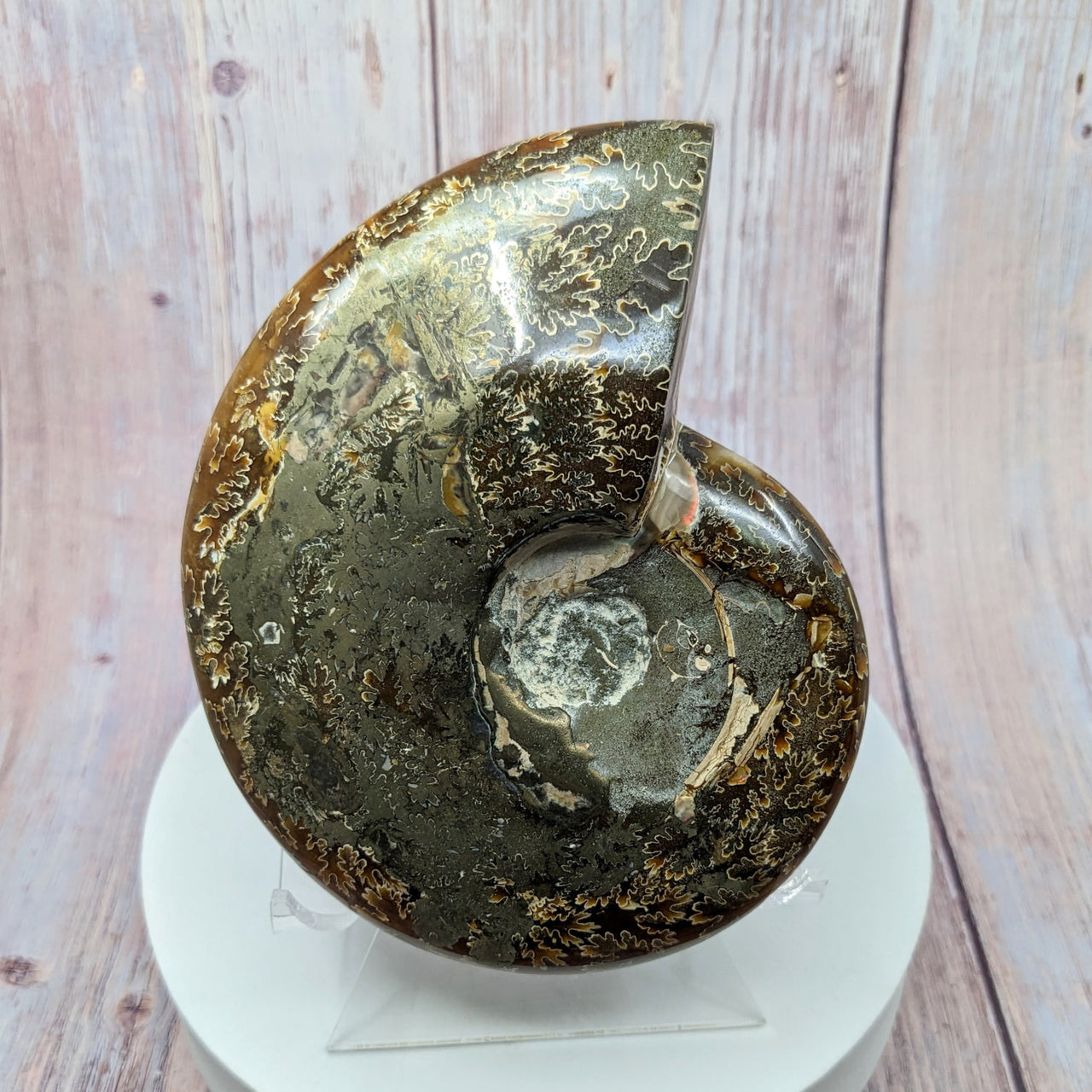 Ammonite Shell Specimen on Stand #SK9993: Black & Gold Fossil on a White Plate